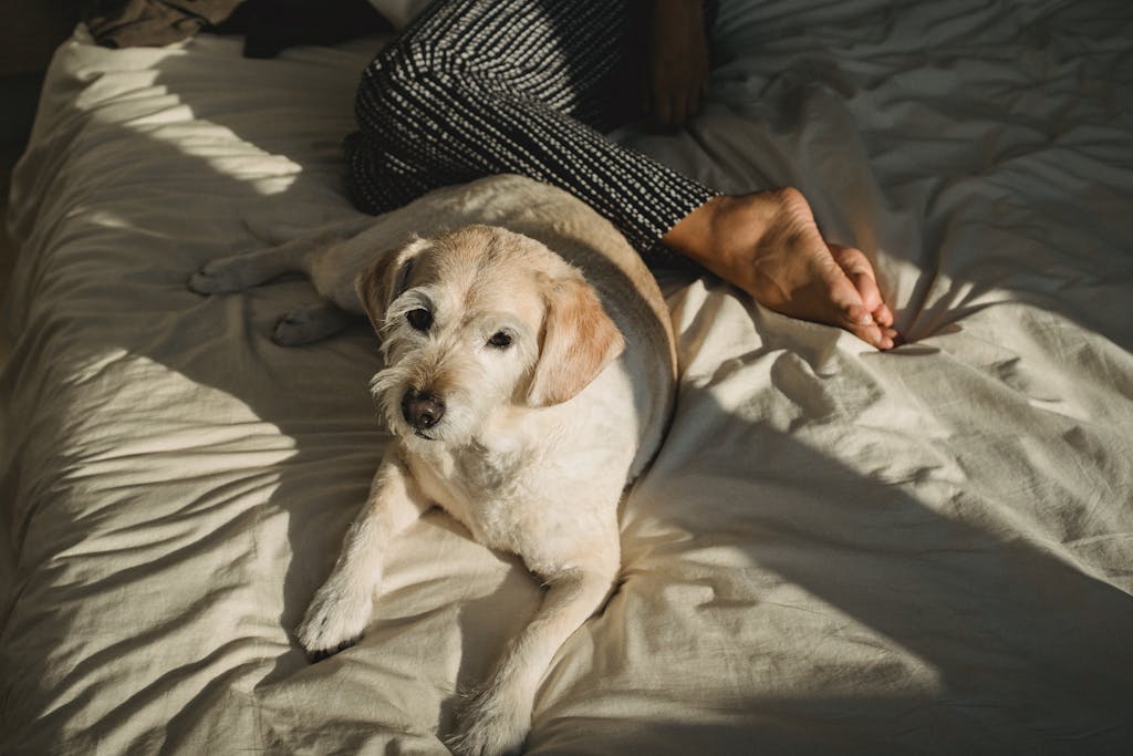 dog taking best dog longevity supplements A calm dog lying next to its owner on a bed in a sunlit, cozy bedroom. Perfect for lifestyle themes.