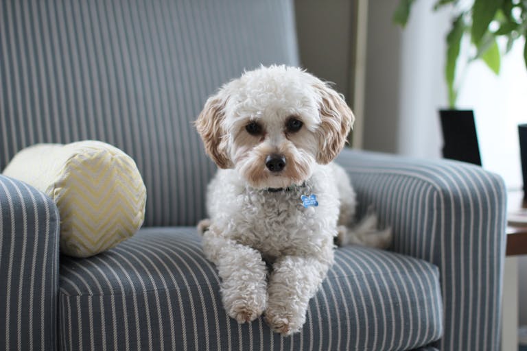 The Best Dog Longevity Supplements: What helps Your Dog Live Longer