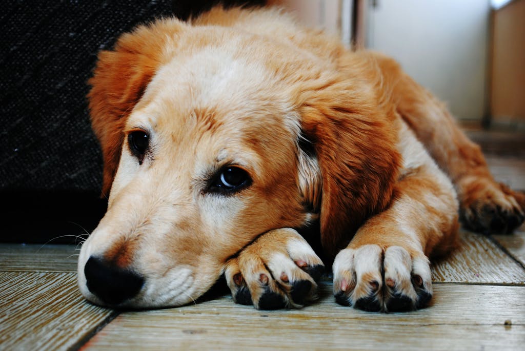 A cute golden retriever puppy lying down with a relaxed expression, captured indoors. Dog longevity