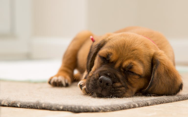 The 5 Best Probiotics for Dogs: Boost Gut Health, Immunity, and Longevity