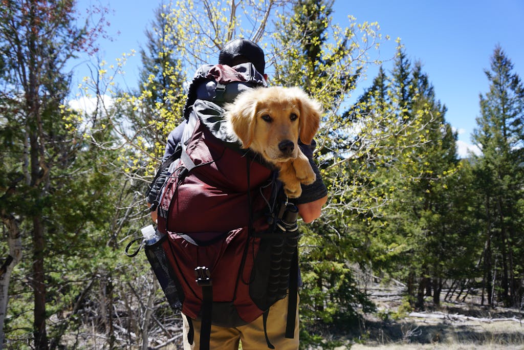 How to make your dog live longer A hiker carries a golden retriever puppy in a backpack through a forest path.