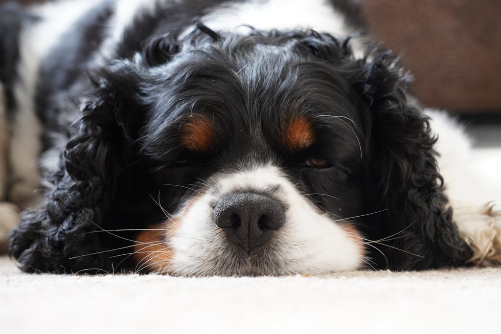 Adorable Cavalier King Charles Spaniel resting comfortably indoors.