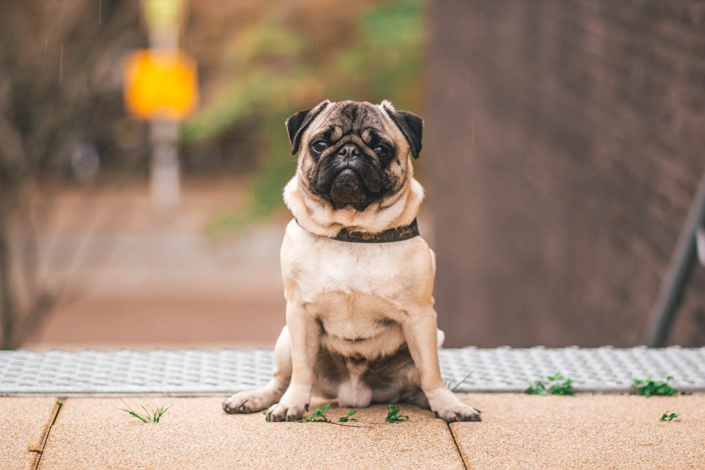 probiotics for dogs