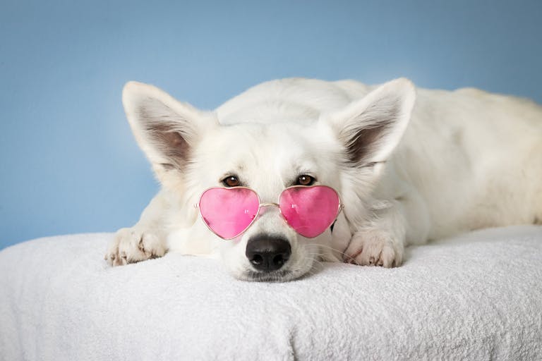 Red Light Therapy for Dogs at Home: Complete Guide with Best Devices