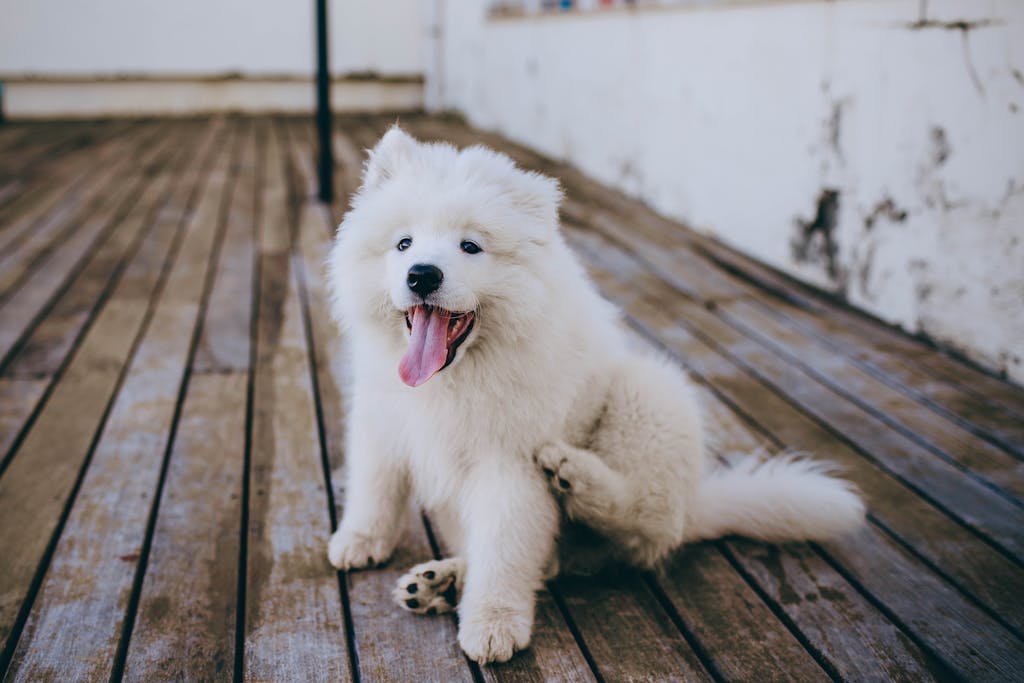 Charming Samoyed puppy with fluffy fur relaxing on a wooden deck, showcasing cuteness and playfulness.He loves best probiotics for dogs