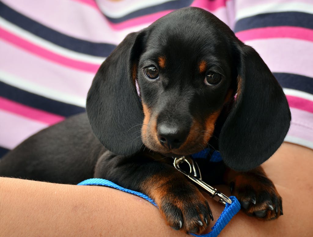Cute dachshund puppy resting on a person's arm, wrapped in a colorful striped shirt before taking longevity probiotc supplements for dogs