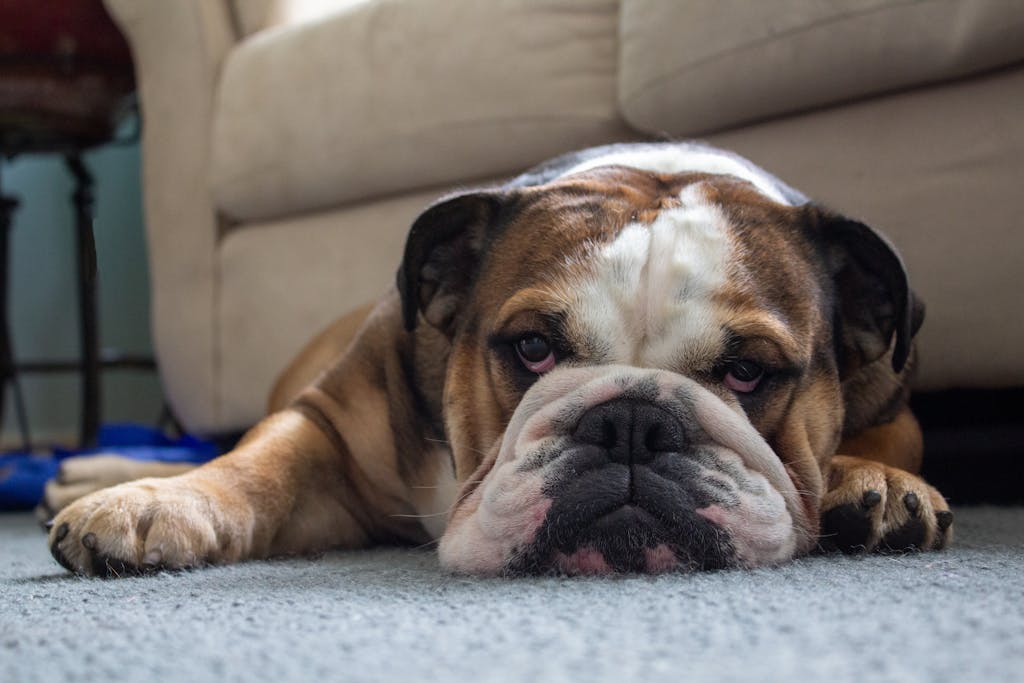 Cute English bulldog lying lazily on the carpet in a cozy home setting after taking best probiotics for dogs supplement.