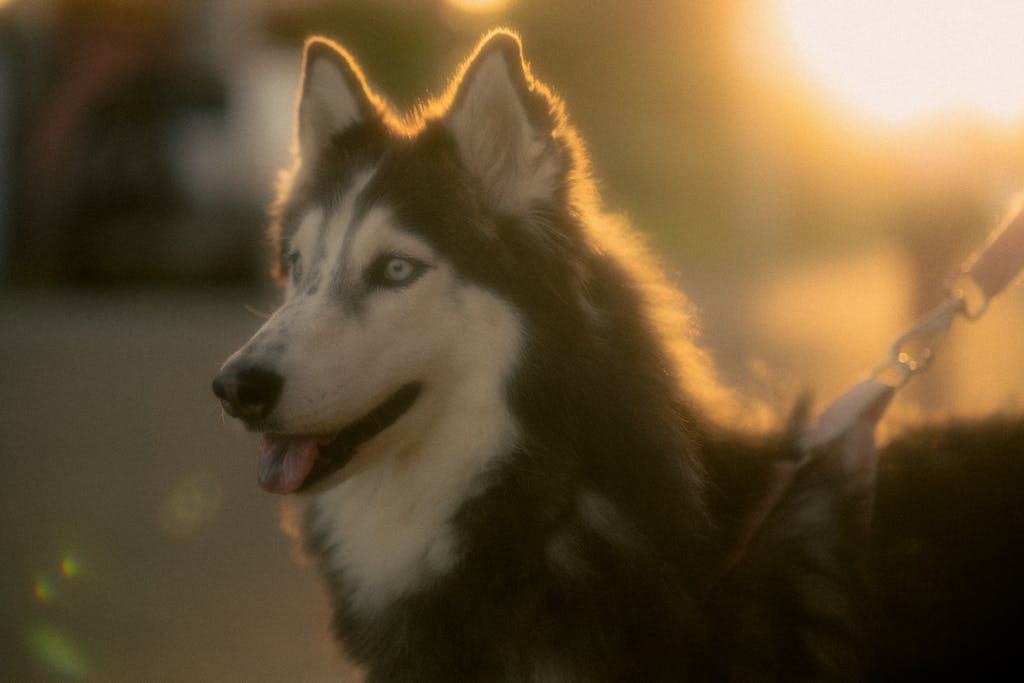 red light therapy for dogs at home